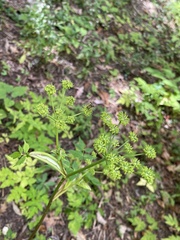 Angelica triquinata