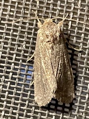 Spodoptera eridania