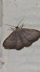 Leptostales pannaria