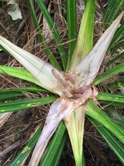 Freycinetia banksii