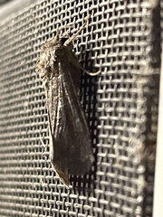 Spodoptera eridania