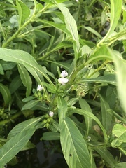 Hydrolea quadrivalvis