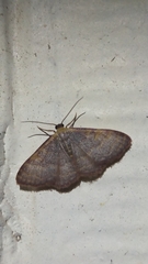 Leptostales pannaria