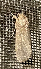 Spodoptera eridania
