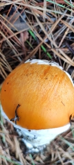 Amanita basii