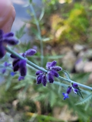 Salvia yangii