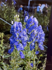 Aconitum napellus