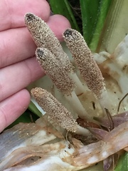 Freycinetia banksii