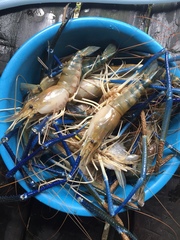 Macrobrachium rosenbergii