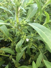 Hydrolea quadrivalvis