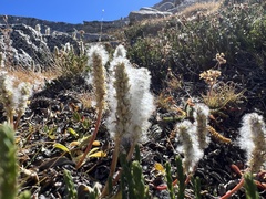Salix petrophila