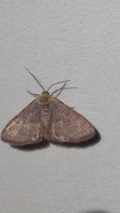 Leptostales pannaria