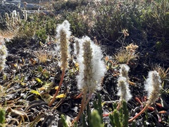 Salix petrophila
