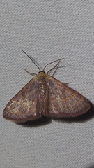 Leptostales pannaria