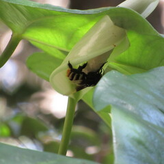Eulaema