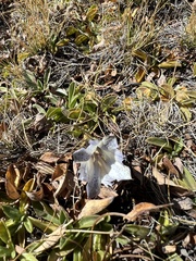 Gentiana newberryi tiogana