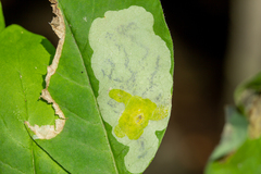 Leucanthiza dircella