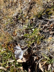 Gentiana newberryi tiogana
