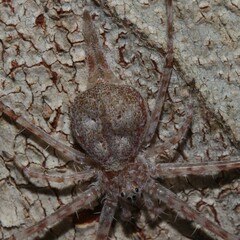 Tamopsis