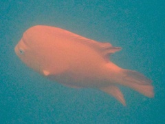 Hypsypops rubicundus