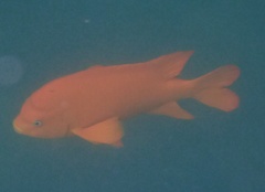 Hypsypops rubicundus