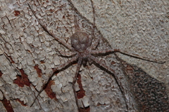 Tamopsis