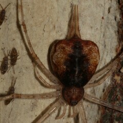 Tamopsis