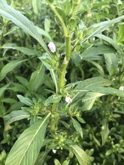 Hydrolea quadrivalvis