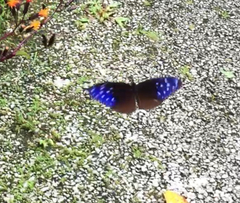 Euploea mulciber mulciber