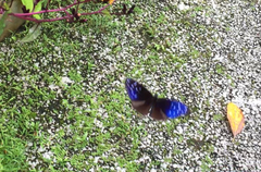 Euploea mulciber mulciber