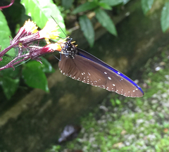 Euploea mulciber mulciber