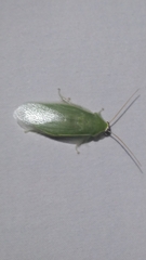 Panchlora nivea