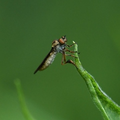 Holcocephala