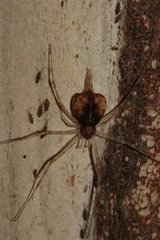 Tamopsis