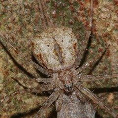 Tamopsis