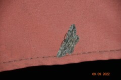 Anavitrinella pampinaria