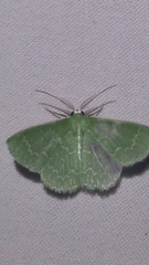 Synchlora frondaria