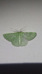 Synchlora frondaria