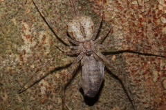 Tamopsis