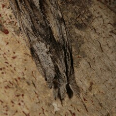 Ecnomodes sagittaria