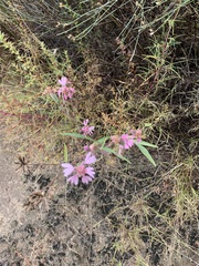 Palafoxia sphacelata