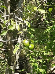 Tabernaemontana tomentosa