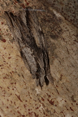 Ecnomodes sagittaria