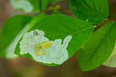 Leucanthiza dircella