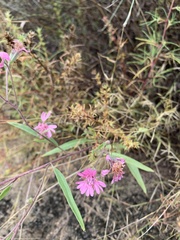 Palafoxia sphacelata