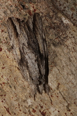 Ecnomodes sagittaria