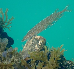 Heterostichus rostratus