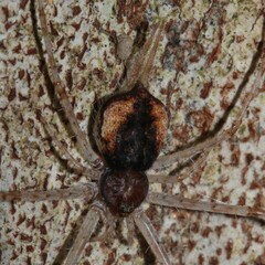 Tamopsis