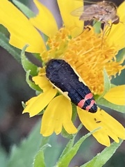 Acmaeodera flavomarginata