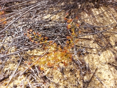 Drosera humilis